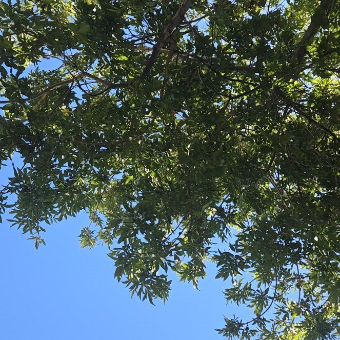 Photo of the plant species Willow Oak by @KeenAnacua89 named Ronaldo on Greg, the plant care app