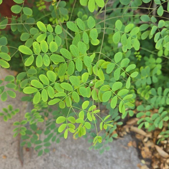 Photo of the plant species Caesalpinia Mexicana by @KeenAnacua89 named Sahara on Greg, the plant care app