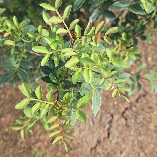Photo of the plant species Mastic by @KeenAnacua89 named Gregarious on Greg, the plant care app