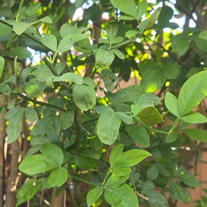 Photo of the plant species Hardy Orange by @KeenAnacua89 named Fernie Mercury on Greg, the plant care app