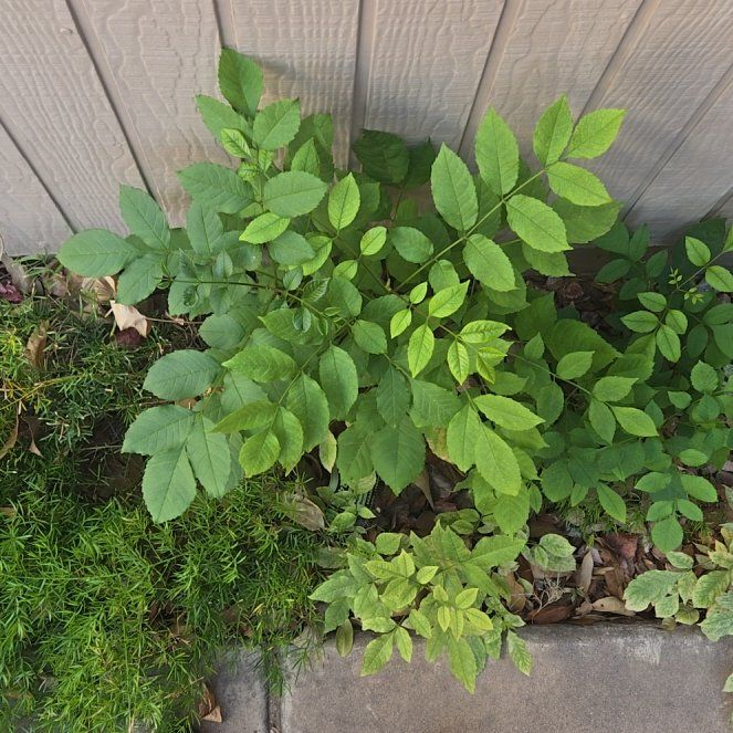 Photo of the plant species European Ash by @KeenAnacua89 named Zeus on Greg, the plant care app