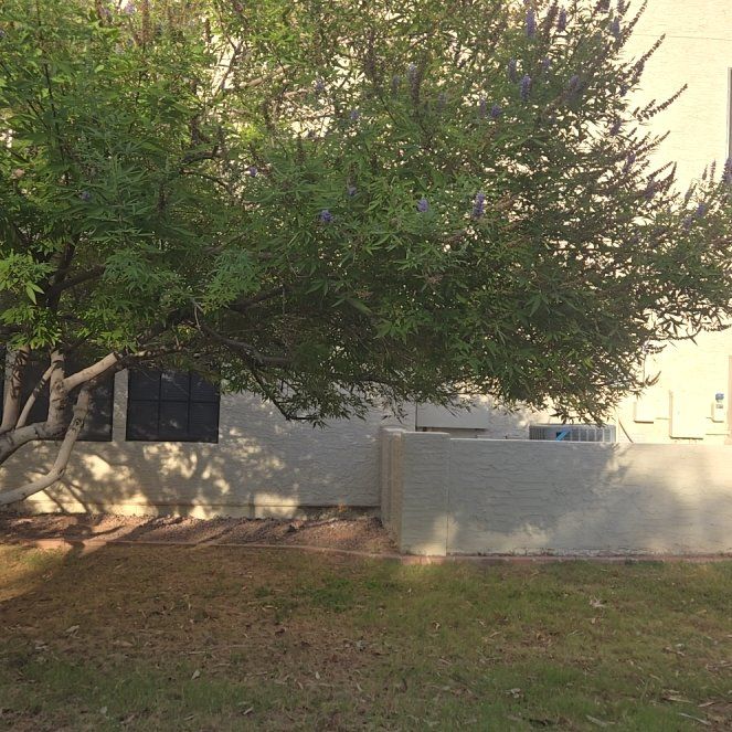 Photo of the plant species Chaste Tree by @KeenAnacua89 named Planty on Greg, the plant care app