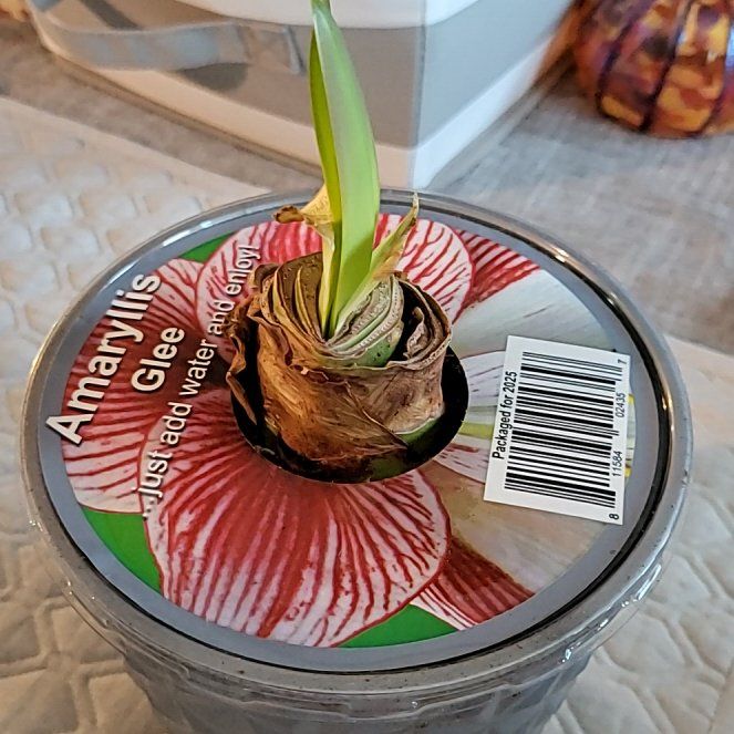 Photo of the plant species Amaryllis 'Glee' by @AvidBlinks75 named Shine on Greg, the plant care app
