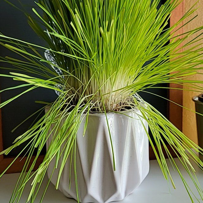 Photo of the plant species Wheatgrass by @AvidBlinks75 named Mohawk on Greg, the plant care app