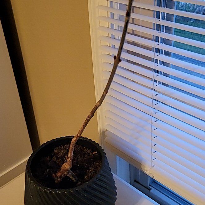 Photo of the plant species Ohio Buckeye by @AvidBlinks75 named Brutus on Greg, the plant care app