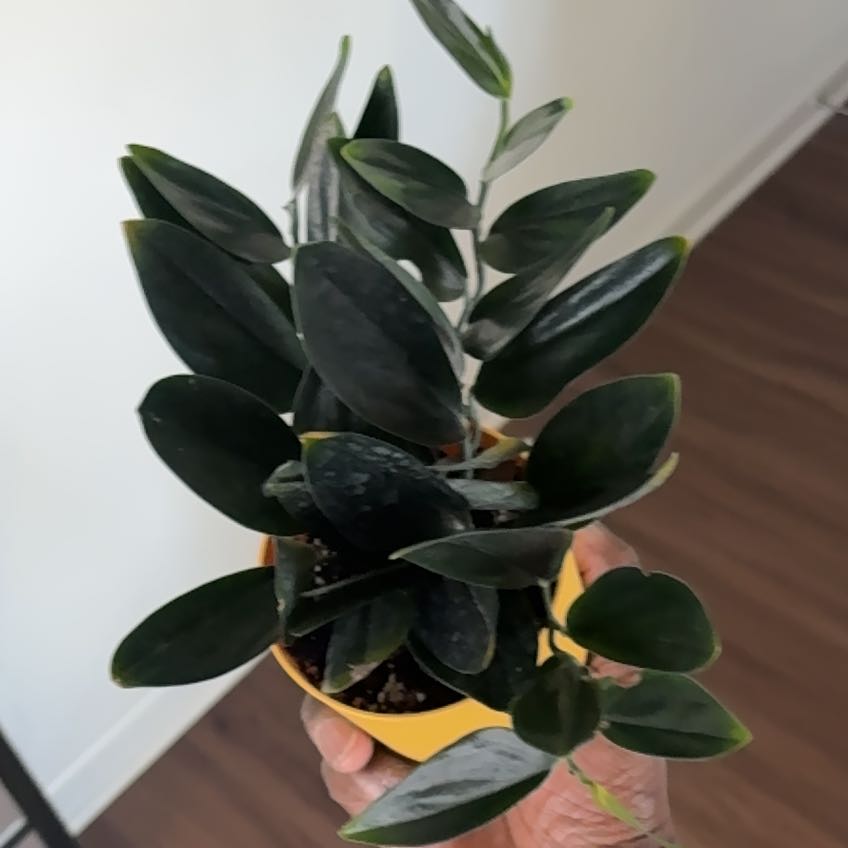 Photo of the plant species Scindapsus treubii 'Dark Form' by @SpecialPepper named Aria on Greg, the plant care app