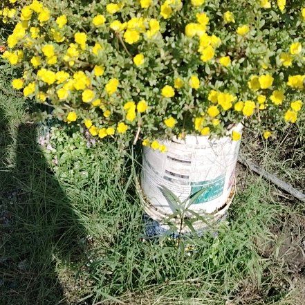 Photo of the plant species Common Yellow Monkeyflower by @LordlyTawapou85 named Gaga on Greg, the plant care app