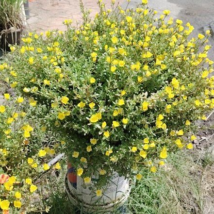 Photo of the plant species Common Yellow Monkeyflower by @LordlyTawapou85 named Sigmund on Greg, the plant care app