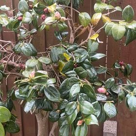 Photo of the plant species Tsubaki by @KindPetiveria49 named Darwin on Greg, the plant care app