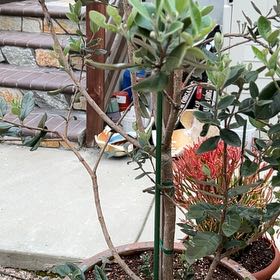 Photo of the plant species Pineapple Guava 'Apollo' by @RechercheAtom96 named Marilyn on Greg, the plant care app