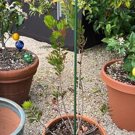 Photo of the plant species Bottlebrush Plant by @RechercheAtom96 named Rihanna on Greg, the plant care app