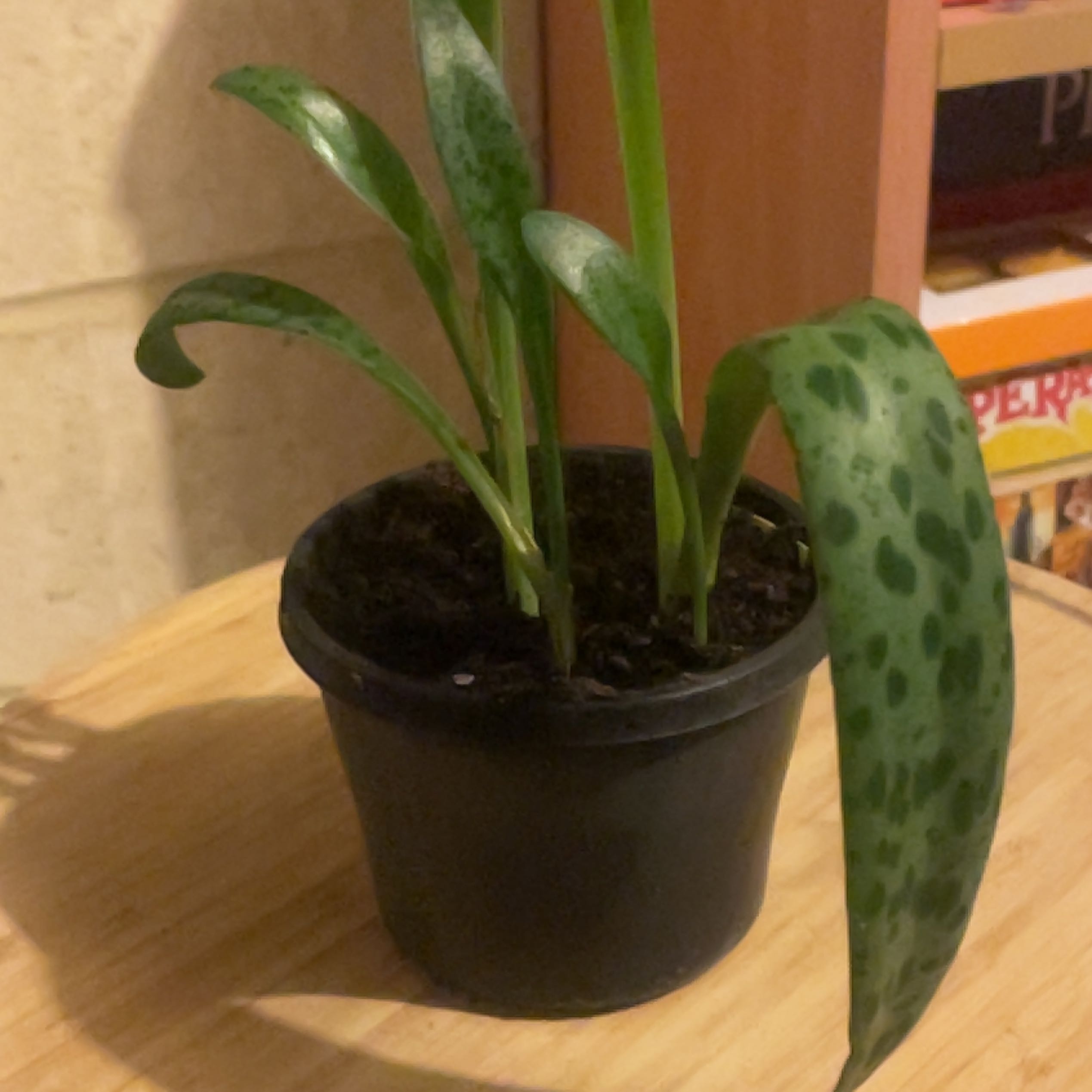 Photo of the plant species Variegated Leopard Lily by @UnbrokenRimu97 named Queen on Greg, the plant care app