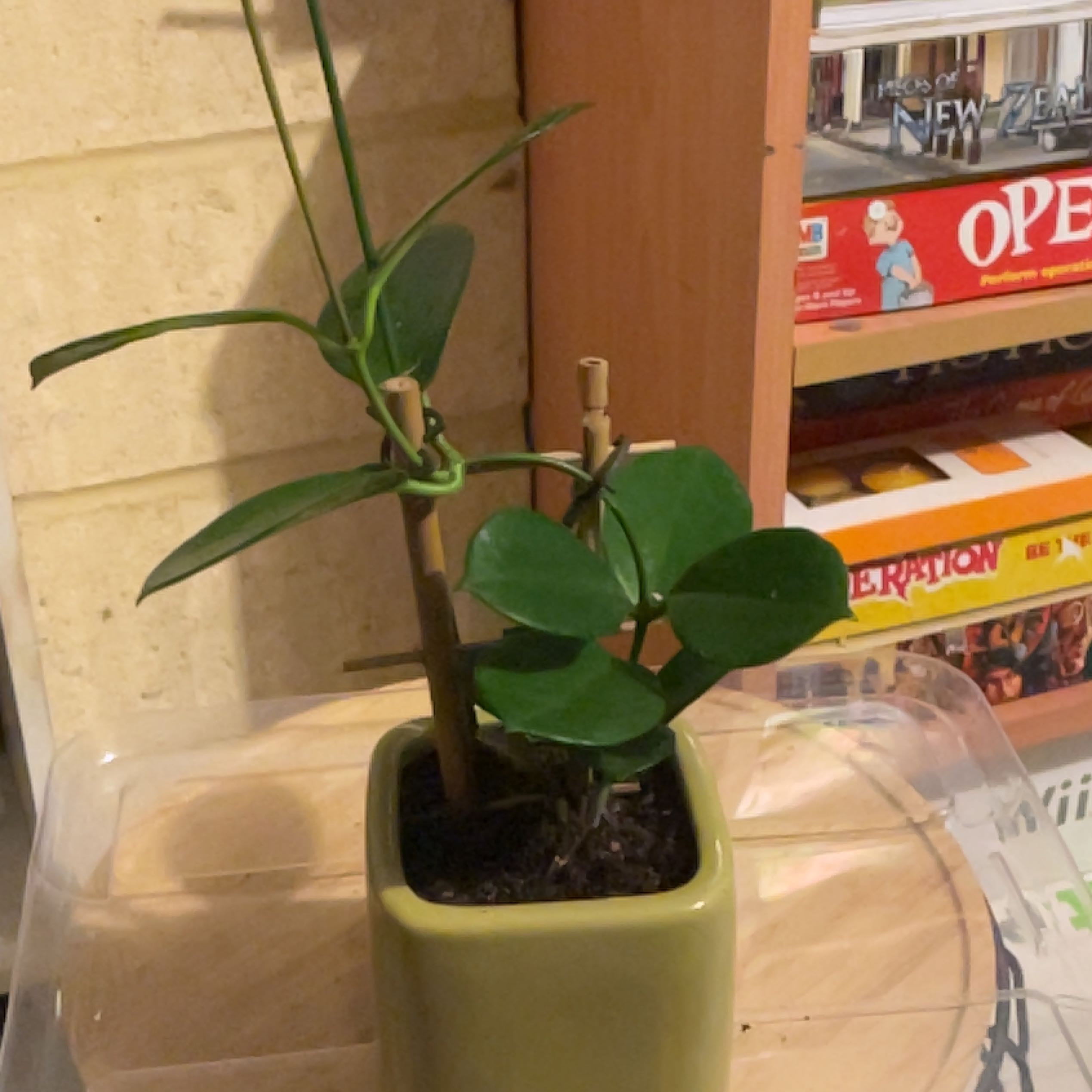 Photo of the plant species Hoya australis 'Bordvare' by @UnbrokenRimu97 named Mando on Greg, the plant care app