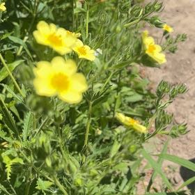 Photo of the plant species Sulphur Cinquefoil by @SociableYuzu62 named Gaga on Greg, the plant care app