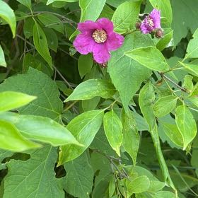 Photo of the plant species Purple-Flowered Raspberry by @SociableYuzu62 named Harmony on Greg, the plant care app