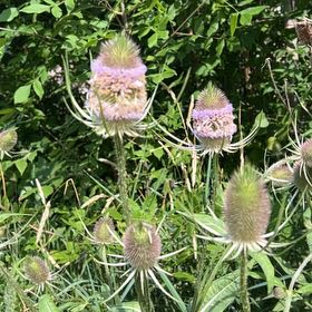 Photo of the plant species Common Teasel by @SociableYuzu62 named McKinley on Greg, the plant care app