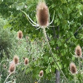Photo of the plant species Common Teasel by @SociableYuzu62 named Clooney on Greg, the plant care app