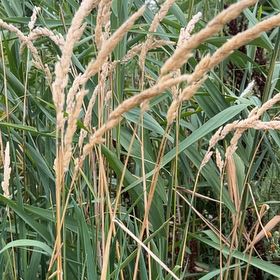 Photo of the plant species Reed Canarygrass by @SociableYuzu62 named Girlfrond on Greg, the plant care app