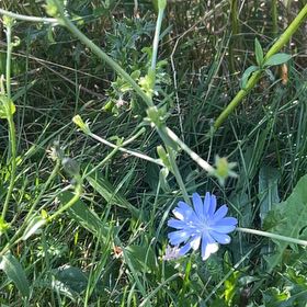 Photo of the plant species Chickory by @SociableYuzu62 named Fernie Mercury on Greg, the plant care app