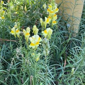 Photo of the plant species Butter and Eggs by @SociableYuzu62 named Prince on Greg, the plant care app