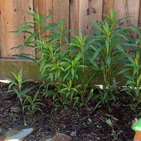 Photo of the plant species Canadian Goldenrod by @SociableYuzu62 named Sherlock on Greg, the plant care app