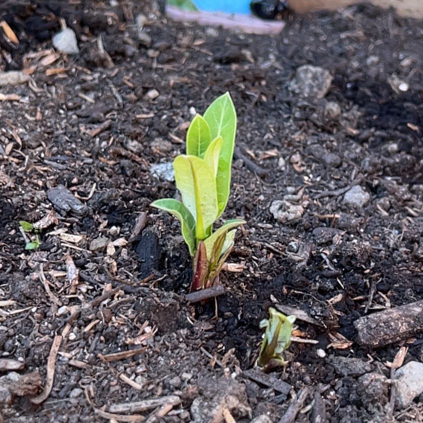 Photo of the plant species Asclepias Syriaca by @SociableYuzu62 named Fernie Mac on Greg, the plant care app
