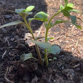 Photo of the plant species Small Snapdragon by @SociableYuzu62 named Bella on Greg, the plant care app