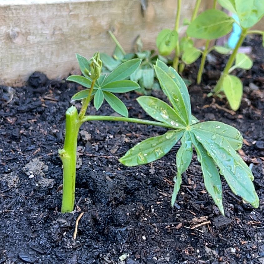 Photo of the plant species Lupinus Polyphyllus by @SociableYuzu62 named Leaf Erickson on Greg, the plant care app