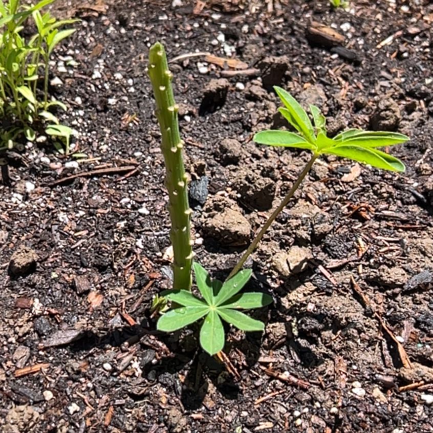 Photo of the plant species Lupinus Polyphyllus by @SociableYuzu62 named Daphne on Greg, the plant care app
