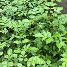 Photo of the plant species Black Baneberry by @SociableYuzu62 named Hamilton on Greg, the plant care app