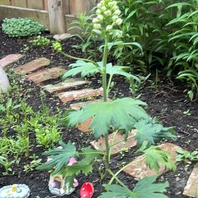 Photo of the plant species Candle Larkspur by @SociableYuzu62 named Willow on Greg, the plant care app