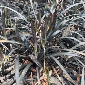 Photo of the plant species Tasman Flax-Lily by @SociableYuzu62 named Athena on Greg, the plant care app