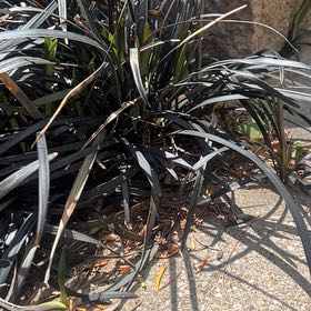 Photo of the plant species New Zealand Flax by @SociableYuzu62 named Michelle Branch on Greg, the plant care app