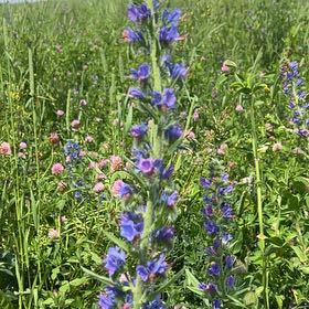 Photo of the plant species Viper's Bugloss by @SociableYuzu62 named Sir Plancelot on Greg, the plant care app