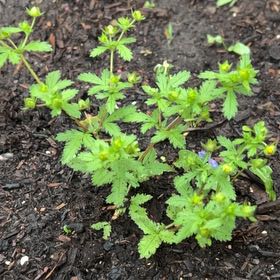 Photo of the plant species Norwegian Cinquefoil by @SociableYuzu62 named Sage on Greg, the plant care app