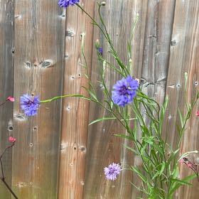 Photo of the plant species Cornflower by @SociableYuzu62 named Planty on Greg, the plant care app