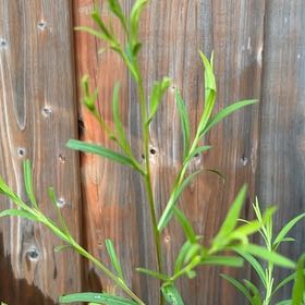 Photo of the plant species Common Flax by @SociableYuzu62 named Harry on Greg, the plant care app