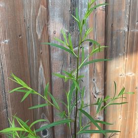 Photo of the plant species Tall Tickseed by @SociableYuzu62 named Duke on Greg, the plant care app