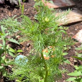 Photo of the plant species Dog Fennel by @SociableYuzu62 named Rihanna on Greg, the plant care app