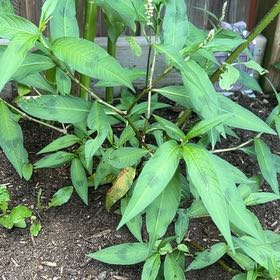 Photo of the plant species Spotted Ladysthumb by @SociableYuzu62 named Kesha on Greg, the plant care app
