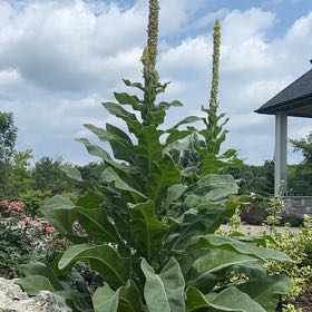 Photo of the plant species Mullein by @SociableYuzu62 named Surya on Greg, the plant care app