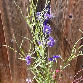 Photo of the plant species Cornflower by @SociableYuzu62 named Madonna on Greg, the plant care app