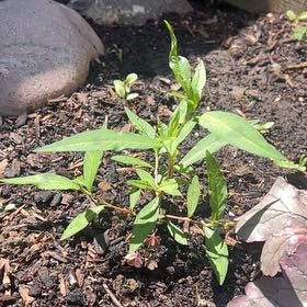 Photo of the plant species Spotted Ladysthumb by @SociableYuzu62 named Sahara on Greg, the plant care app