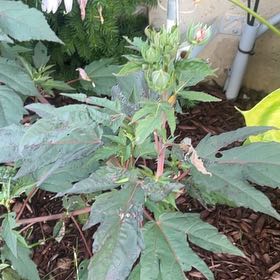 Photo of the plant species Roselle by @SociableYuzu62 named Rainier on Greg, the plant care app