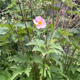 Photo of the plant species Eriocapitella hupehensis by @SociableYuzu62 named Dolores on Greg, the plant care app