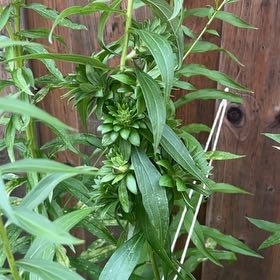 Photo of the plant species Rough Canada Goldenrod by @SociableYuzu62 named Treeyoncé on Greg, the plant care app