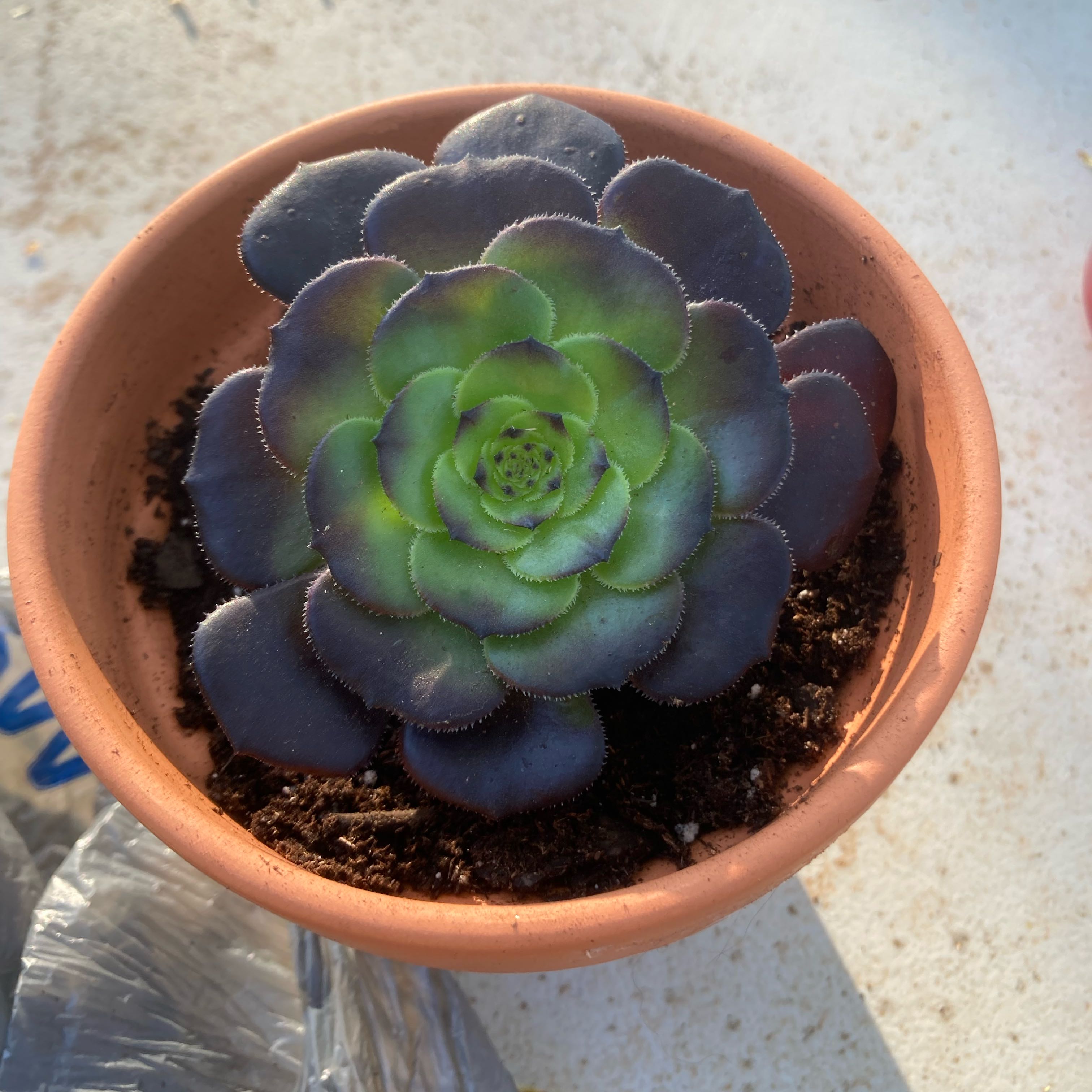 Photo of the plant species Black Rose by @Ms.CrimsonKat named Umbra on Greg, the plant care app