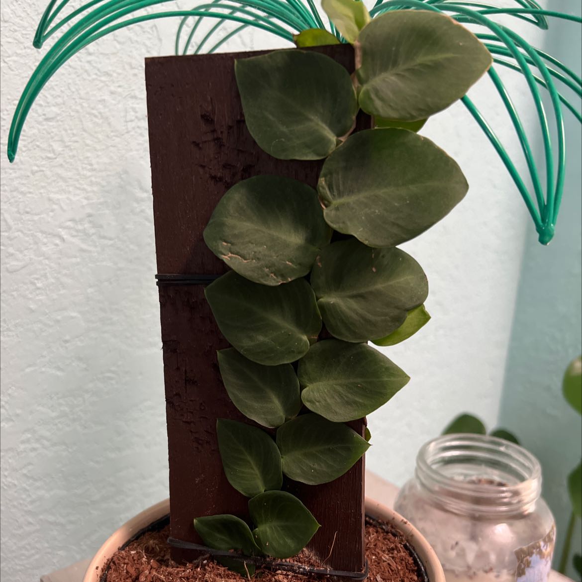 Rhaphidophora hayi plant climbing a wooden plank with visible soil in a pot.