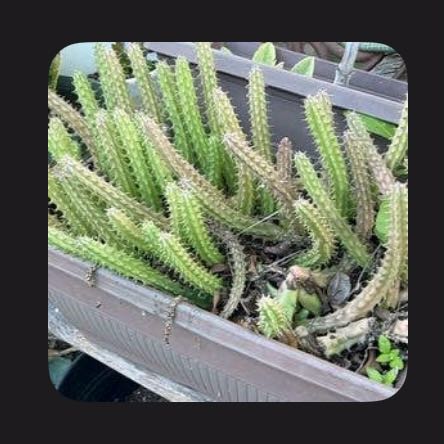 Photo of the plant species Huernia macrocarpa by @SilkyPassiflora named Sonora on Greg, the plant care app