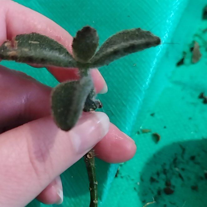 Photo of the plant species Tropic Croton by @JazzedArugula11 named Figyonce on Greg, the plant care app